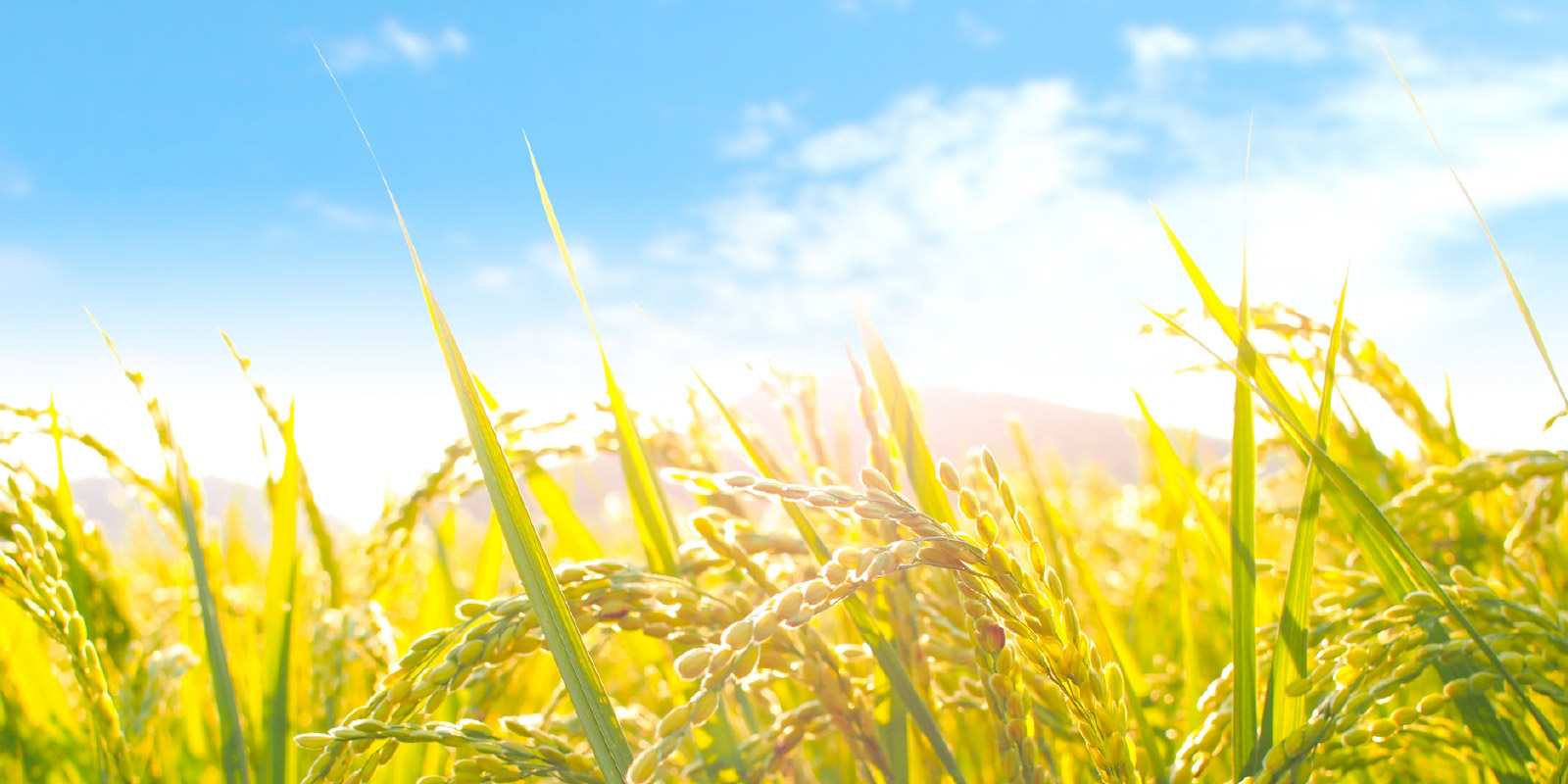 宮城県大崎市の風景
