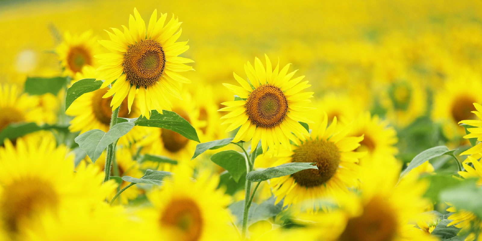 宮城県大崎市の風景